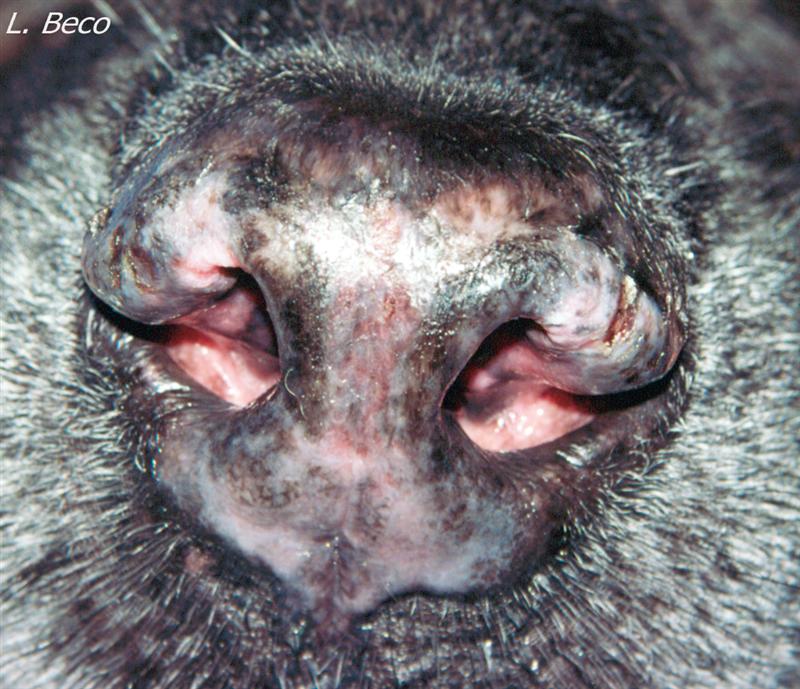 discoid lupus in dogs sle lupus in dogs discoid lupus in dogs sle lupus in dogs