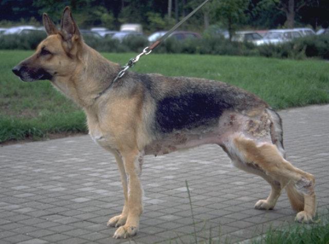 Pyodermite du Berger Allemand Pyodermite du Berger Allemand