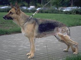 German shepherd dog pyoderma