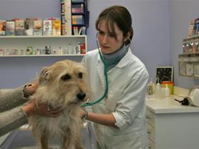 Consultation Dr Huberts - Vétérinaire Pédiatre - Médecin - Gériatre