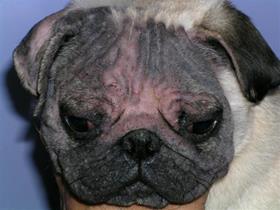 Alopécie faciale et nombreux comédons chez un Carlin (demodex)