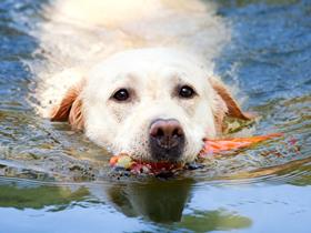 Labrador retriever - Empfohlenes Alter für die Sterilisation und Hunde Rasse
