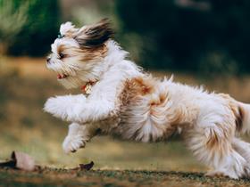 Shih Tsu - What is the recommended age for neutering a dog : study on 35 breeds of dogs
