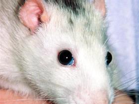 Le même rat après traitement