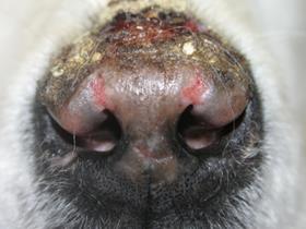 Baloo - Nose - 290308 - Miss Papadopoulos (Grandmenil) - Erythematous Lupus