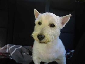 Scotty - West Highland White Terrier