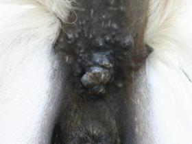 Perianal dermal melanomas - Paarden melanoom