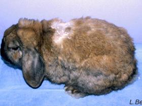 Cheyletiellosis in a rabbit