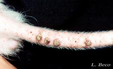 Ifa le sang sur les parasites
