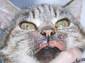 Kat met allergie - Allergy in cats : Miliary dermatitis, feline extensive alopecia, eosinophilic complex