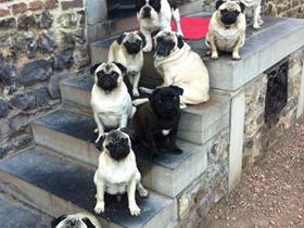Our pugs: Eleonore, Josephine, Victor, Marie, Charlotte, Arthur, Valentine, Berlioz and our French Bouledogue Edgard