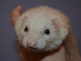 Ferret - The alopecic ferret