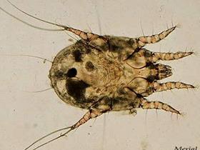 Otodectes cynotis - Otodectic schurft - otodectes
