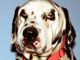 Hypothyroidism in a Dalmatian dog: puffy face and myxedema