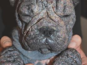 "Moon" French Bouledogue affected by juvenile demodicosis