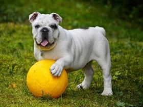 Bulldog anglais - Tremblements de la tête idiopathiques chez les Bulldogs anglais