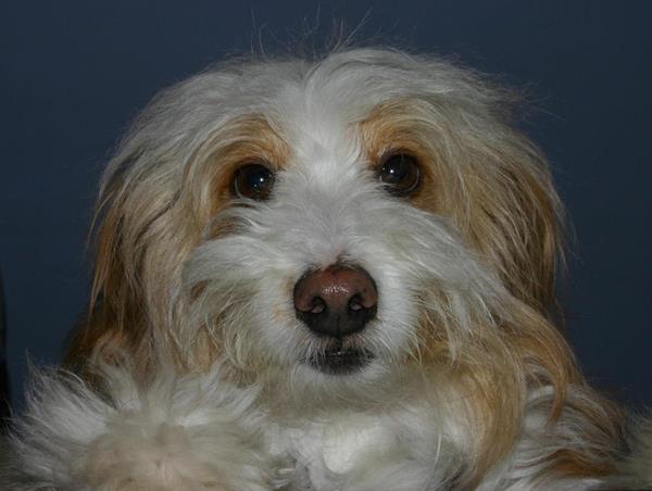 Les vaccins du chien - Vacciner les chiens... pourquoi Les vaccins du chien - Vacciner les chiens... pourquoi