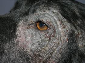 Adverse food reaction in dogs: chronic lesions