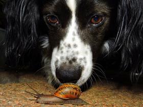 Angiostrongylose chez le chien attention aux limaces…
