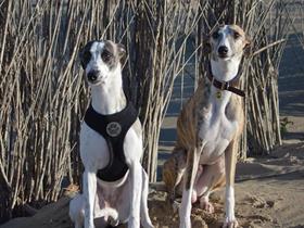 Molly und Lewis Whippets - Whippet