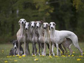 Whippets of Cyly of Course (Photo Arioko)