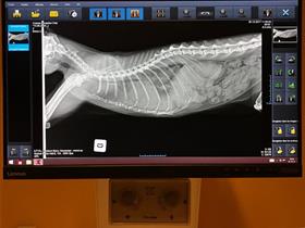 Digitales Röntgen - Röntgenbild