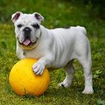 Bull Dog Anglais - Tremblements de la tête idiopathiques des Bulldogs anglais