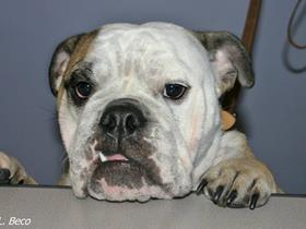 Bulldog Anglais - Syndrome brachycéphale - le voile du palais mais pas uniquement - Bouledogue Français - Bulldog - Carlin