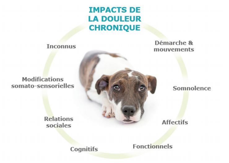 L'arthrose chez le chien - Clinique Vétérinaire MERMOZ