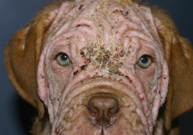 (Demodex canis - Haarbalgmilbe) Parasiten