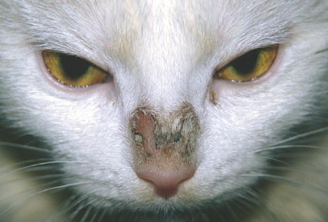 Dermatophytosis / Ringworm - Feline Medicine - Medical services