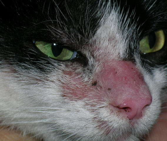 Dermatophyties Teigne Du Chat Medecine Feline Services Medicaux