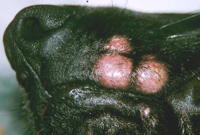 Diagnostic expérimental des dermatophyties : la lumière de Wood et l'examen  des poils et des squames