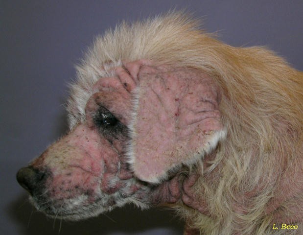 sarcoptes scabiei in dogs