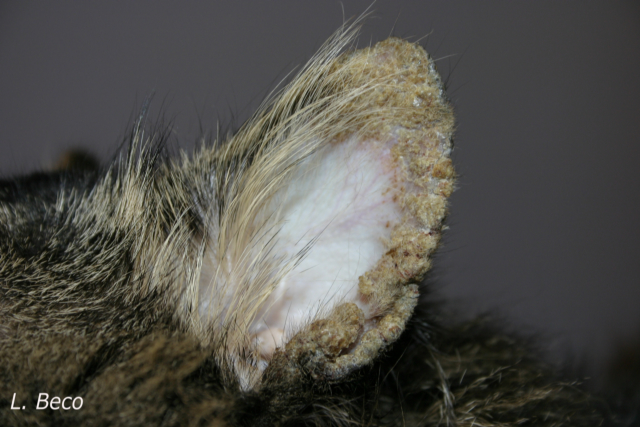 Pemphigus Foliaceus Katze Bilder