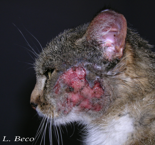Allergie chez le chat : dermatite miliaire, alopécie extensive ...