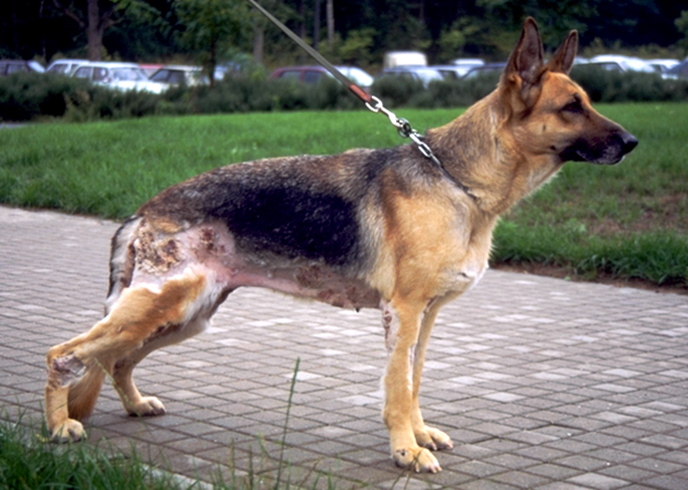 German shepherd dog: skin diseases and others - Breeds and pathology