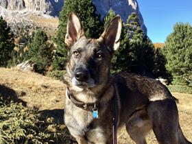 Kaiser (Berger Allemand - Dermatite atopique canine)