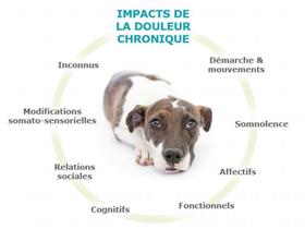 Impact de la douleur chez le chien (source Zoetis)