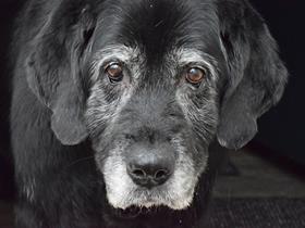 Older cats and dogs suffer from osteoarthritis