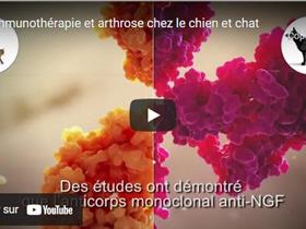 Immunothérapie / anticorps monoclonaux pour traiter l'arthrose (chiens et chats)