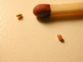 Implants d'Or - Goldtreat - Implants d'Or pour traiter l'arthrose