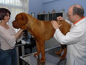 Skin scraping - Veterinary specialist in Dermatology