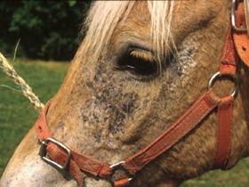 Equine pemphigus foliaceous