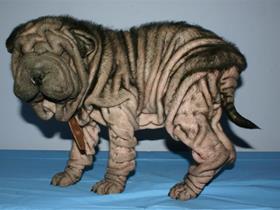 flächendeckende Juvenile Demodikose (Shar Peï vor Behandlung) (demodex)