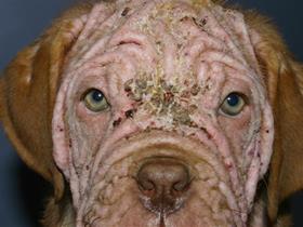 Juvenile demodectic mange (demodex)