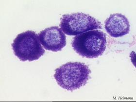 Mast cell tumour cytology - huidtumor