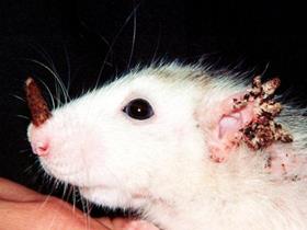 Notoedric mange in Rats - Knaagdieren en haasachtigen Dermatologie
