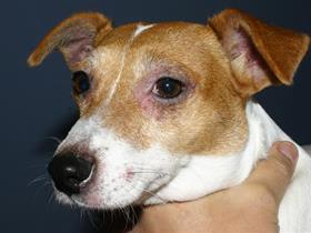 Dermatite atopique canine : érythème facial
