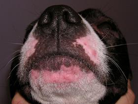 Dermatite atopique canine : érythème du menton